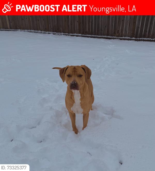 Lost Male Dog last seen guillot rd, Youngsville, LA 70592