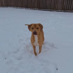 Lost Male Dog last seen guillot rd, Youngsville, LA 70592