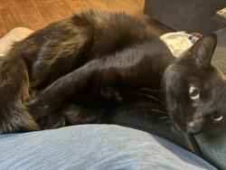 Reunited Female Cat last seen Snow Heights NE and Moon NE, Albuquerque, NM 87112