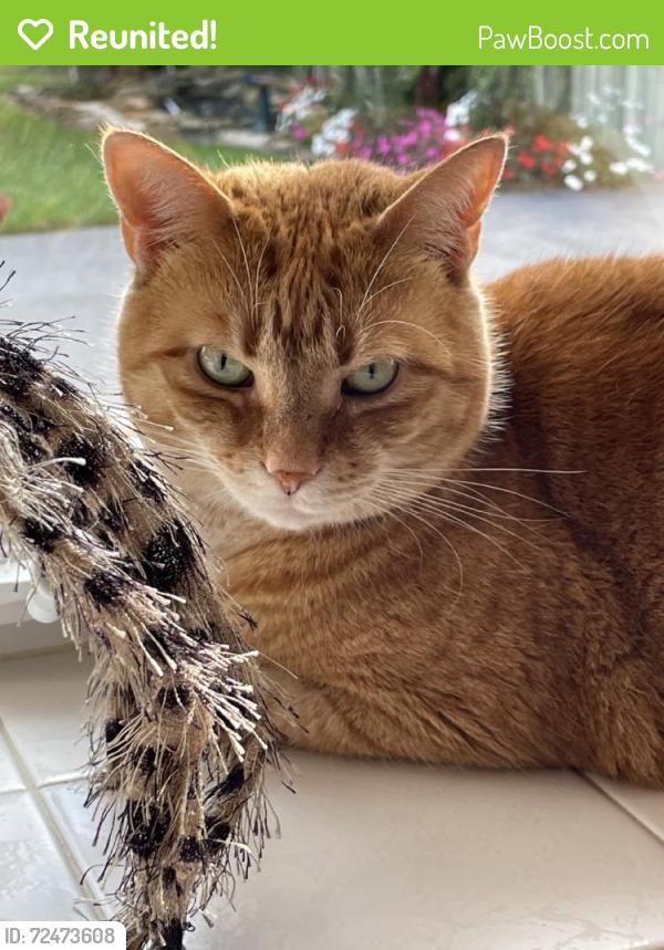 Reunited Female Cat last seen E. PARK AVE NEAR MAIN ROAD, Vineland, NJ 08360