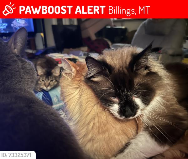 Lost Male Cat last seen Becraft Ln by Equine Motel, Billings, MT 59101