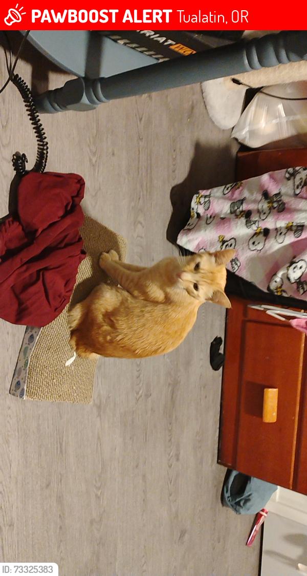 Lost Female Cat last seen Boones ferry rd, Tualatin, OR 97062