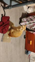 Lost Female Cat last seen Boones ferry rd, Tualatin, OR 97062