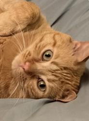 Lost Male Cat last seen Near Longview Road and 3rd, Lee's Summit, MO 64081