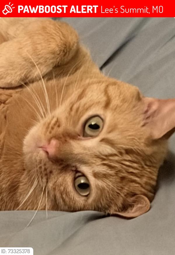Lost Male Cat last seen Near Longview Road and 3rd, Lee's Summit, MO 64081