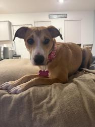 Lost Female Dog last seen Via Arrezo, Roman Forest, TX 77357