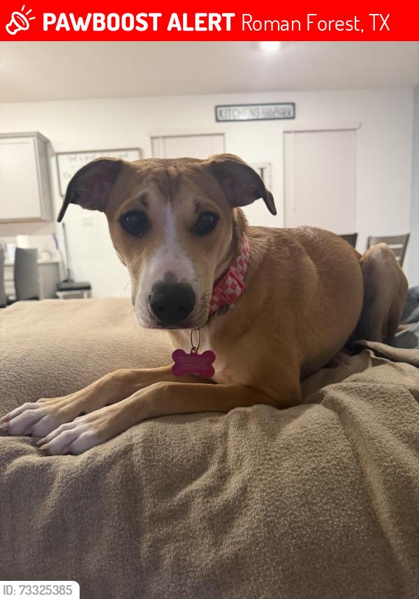 Lost Female Dog last seen Via Arrezo, Roman Forest, TX 77357