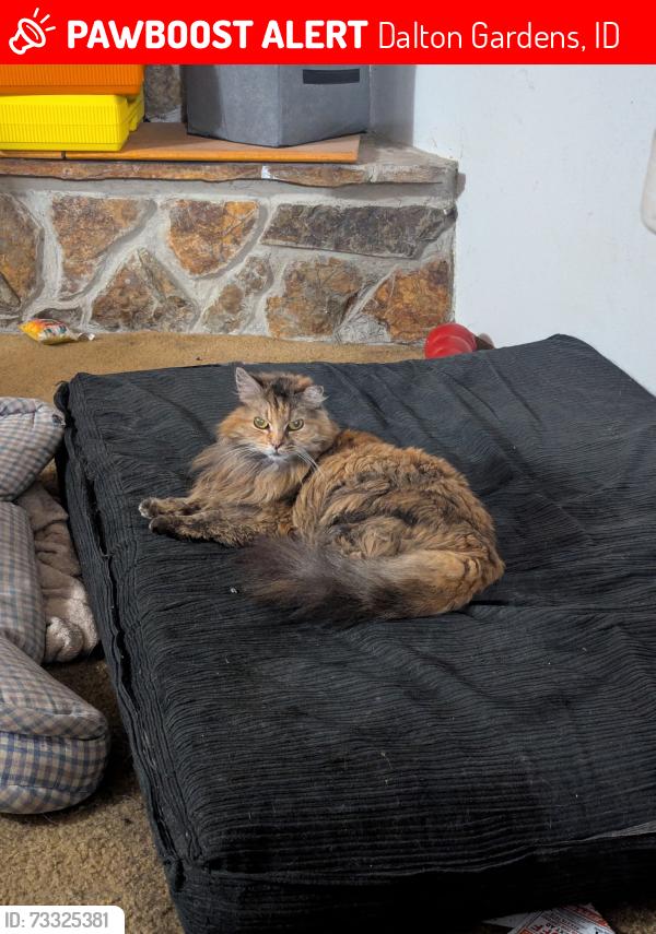 Lost Female Cat last seen Dalton Gardens, Dalton Gardens, ID 83815