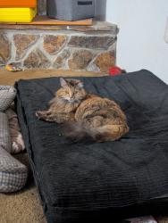 Lost Female Cat last seen Dalton Gardens, Dalton Gardens, ID 83815