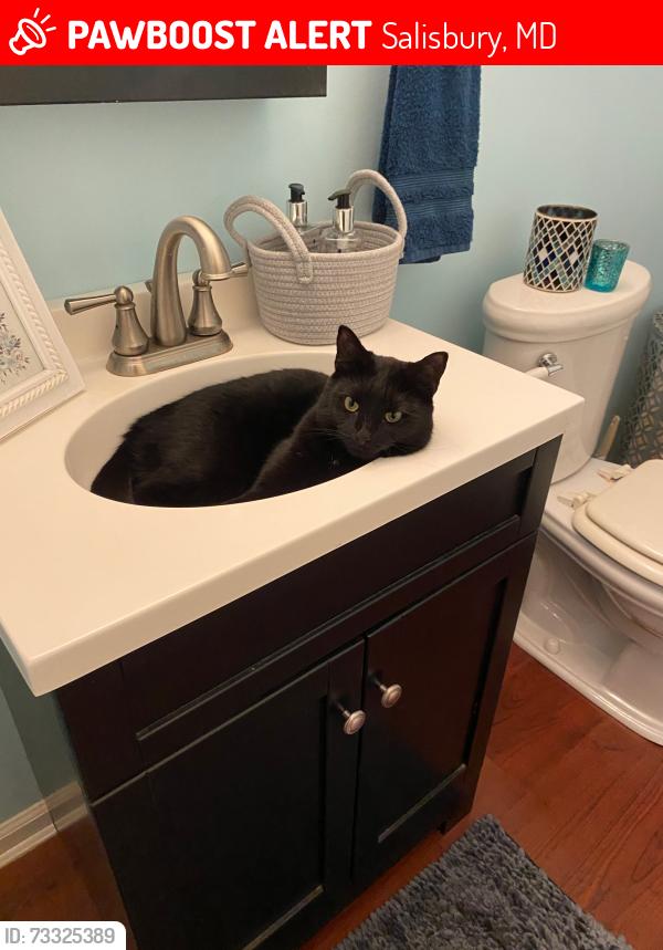 Lost Female Cat last seen Coulbourne woods, Salisbury, MD 21804