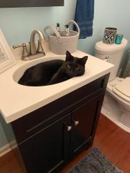 Lost Female Cat last seen Coulbourne woods, Salisbury, MD 21804
