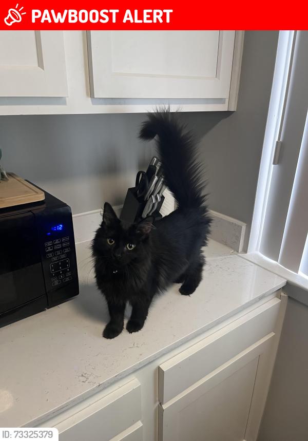 Lost Male Cat last seen Russell Blvd / Ecorse Rd, Ypsilanti Township, MI 48198