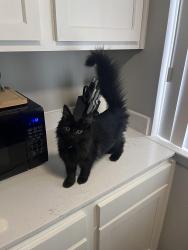 Lost Male Cat last seen Russell Blvd / Ecorse Rd, Ypsilanti Township, MI 48198
