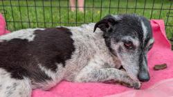 Reunited Male Dog last seen 22nd St S and Oak Grove, St. Cloud, MN 56301