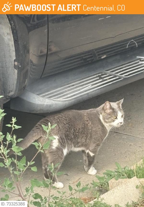 Found/Stray Unknown Cat last seen Across the street from southgleen mall on Race and briarwood, Centennial, CO 80122