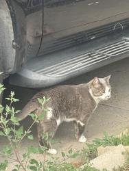 Found/Stray Unknown Cat last seen Across the street from southgleen mall on Race and briarwood, Centennial, CO 80122