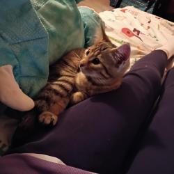 Lost Female Cat last seen Dollar tree, Port Hadlock-Irondale, WA 98339