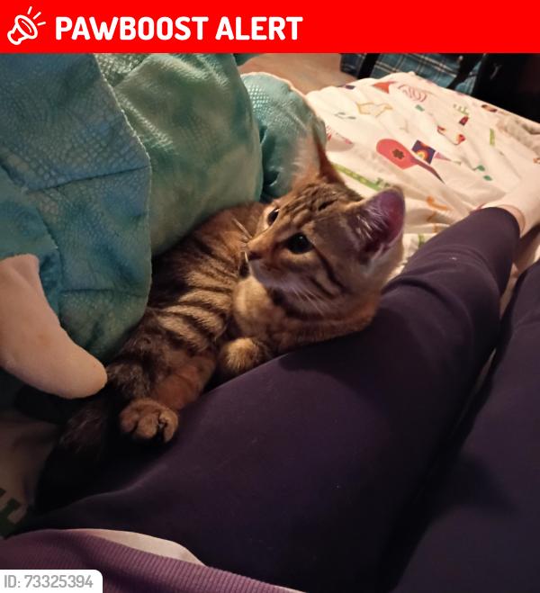 Lost Female Cat last seen Dollar tree, Port Hadlock-Irondale, WA 98339