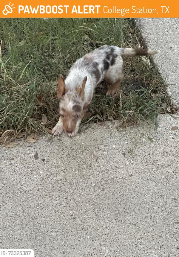 Found/Stray Unknown Dog last seen Bee creek drive and southwood, College Station, TX 77840
