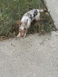 Found/Stray Unknown Dog last seen Bee creek drive and southwood, College Station, TX 77840