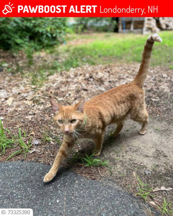 Lost Male Cat last seen Litchfield road, Londonderry, NH 03053