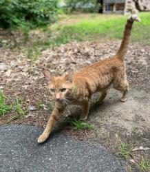 Lost Male Cat last seen Litchfield road, Londonderry, NH 03053