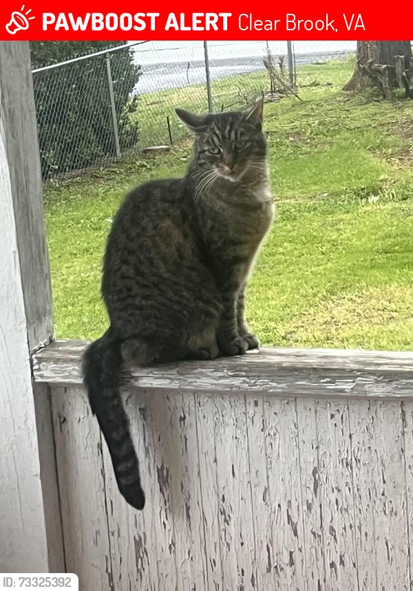 Lost Female Cat last seen Martinsburg Pike, Clear Brook, VA 22624