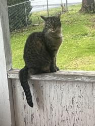 Lost Female Cat last seen Martinsburg Pike, Clear Brook, VA 22624