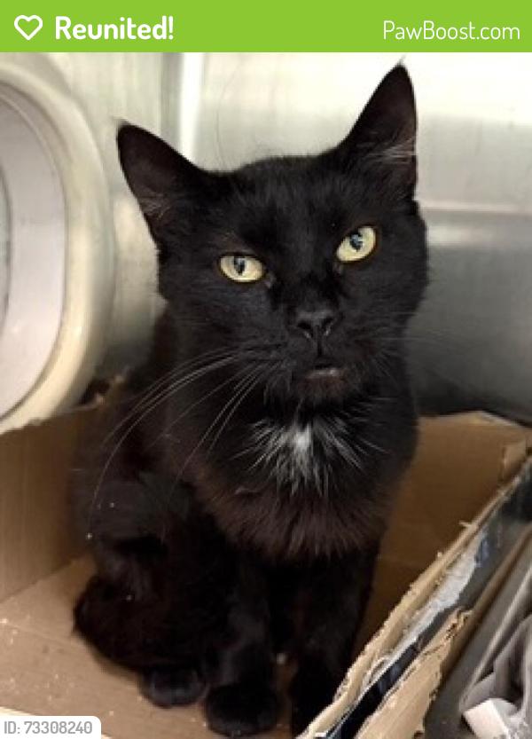 Reunited Female Cat last seen Near S Broadway, Los Angeles CA 90014, Los Angeles, CA 90014