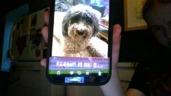 Reunited Female Dog last seen 20th Ave South by sibley park, Minneapolis, MN 55407