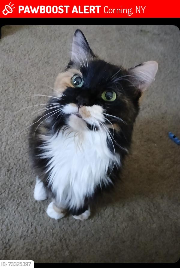 Lost Female Cat last seen Lost wax lane, Corning, NY 14830