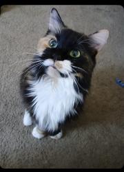 Lost Female Cat last seen Lost wax lane, Corning, NY 14830