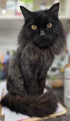 Lost Male Cat last seen 157St and 106 Ave, Edmonton, AB T5P 2Y5