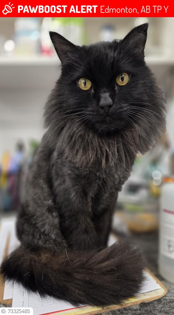 Lost Male Cat last seen 157St and 106 Ave, Edmonton, AB T5P 2Y5