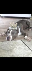 Reunited Female Dog last seen Horton Ct, Oviedo, FL 32765