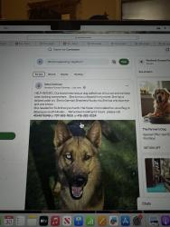 Reunited Female Dog last seen redwood, Palmer, Novato, CA 94947