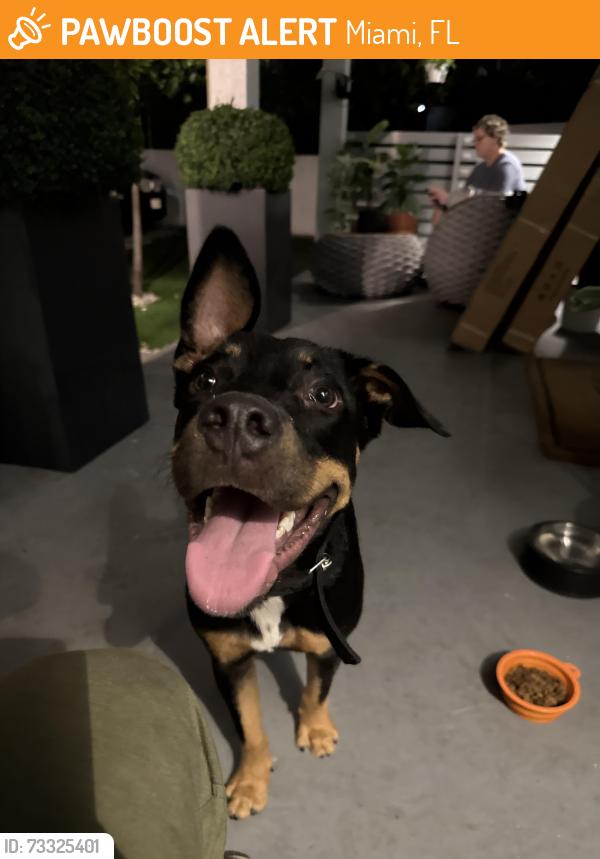 Found/Stray Male Dog last seen NW 3rd Ave and NW 41st St, Miami, FL 33127