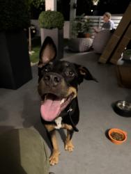 Found/Stray Male Dog last seen NW 3rd Ave and NW 41st St, Miami, FL 33127