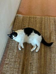 Lost Female Cat last seen Arlington, Riverside, CA 92508