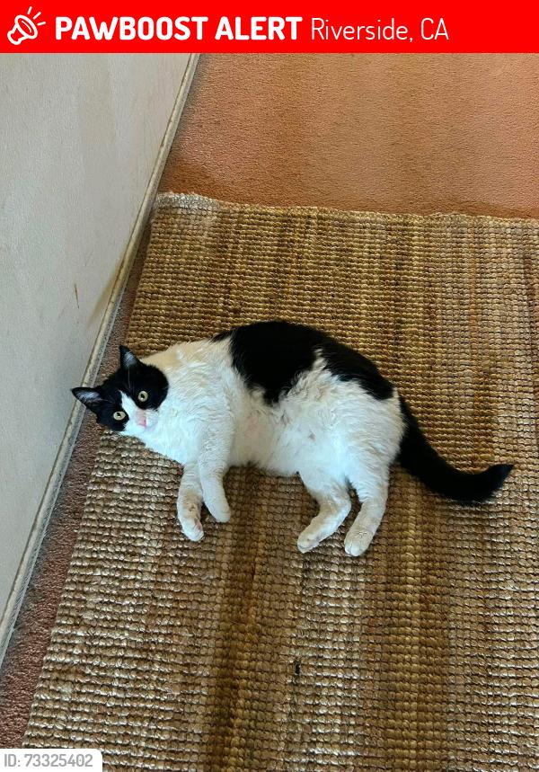 Lost Female Cat last seen Arlington, Riverside, CA 92508