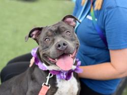 Shelter Stray Female Dog last seen Near Beaumont Avenue, BRONX, NY, 10458, 326 E 110th St, New York, NY 10029, USA