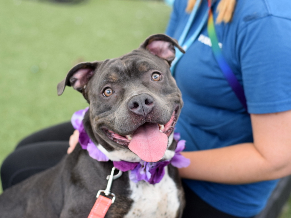 Shelter Stray Female Dog last seen Near Beaumont Avenue, BRONX, NY, 10458, 326 E 110th St, New York, NY 10029, USA