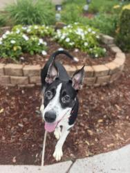 Shelter Stray Male Dog last seen Clairmont Mesa Boulevard, San Diego, CA, 92117, 5500 Gaines St, San Diego, CA 92110, USA