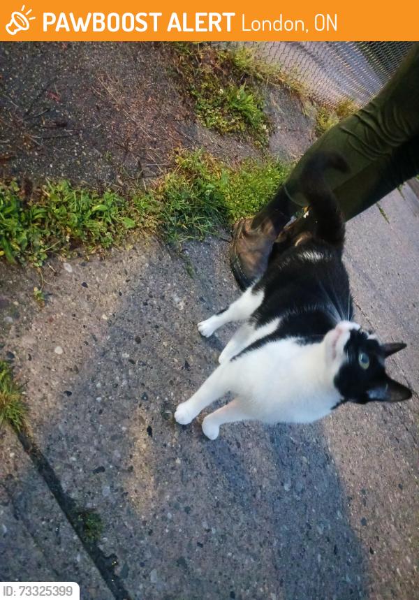 Found/Stray Unknown Cat last seen Alley between Harding crescent and Adelaide Street South, London, ON 