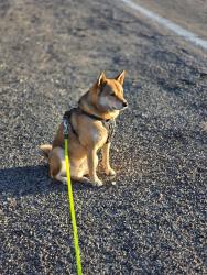 Reunited Male Dog last seen El Camino Del Cerro & N Tortolita Rd, Tucson, AZ 85745