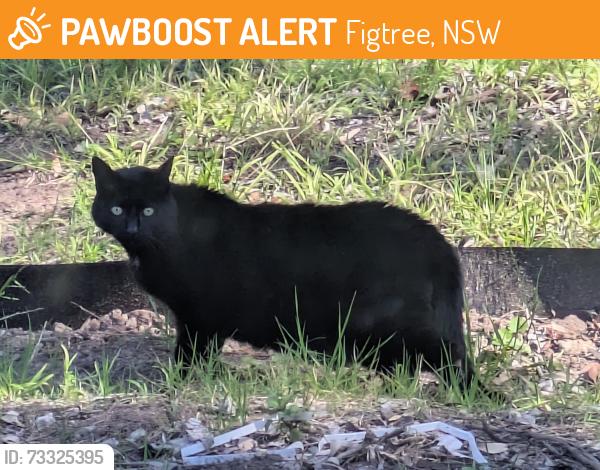 Found/Stray Unknown Cat last seen Jacaranda and helicia, Figtree, NSW 2525