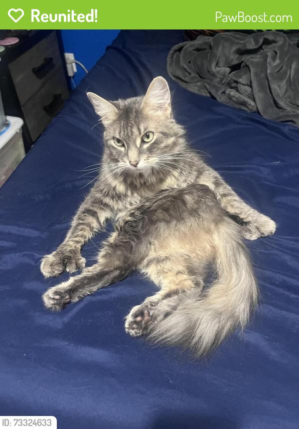 Reunited Female Cat last seen 15th street 4th Ave, Watervliet, NY 12189