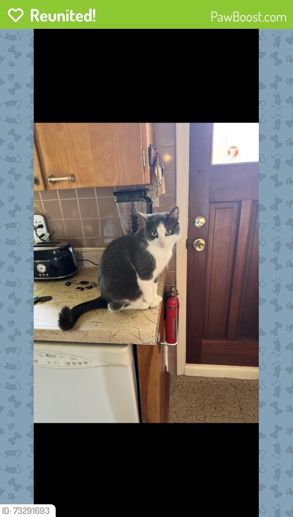 Reunited Male Cat last seen Near strathmore blvd, Ottawa, ON K2A 1M7