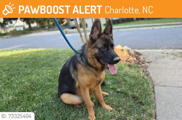 Found/Stray Female Dog last seen Southpark mall, Charlotte, NC 28211