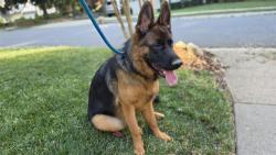 Found/Stray Female Dog last seen Southpark mall, Charlotte, NC 28211